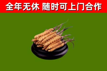 那曲回收散虫草
